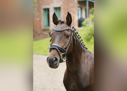 German Riding Pony, Mare, 6 years, 13.2 hh, Bay-Dark