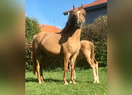 German Riding Pony, Mare, 6 years, 13,2 hh, Dun