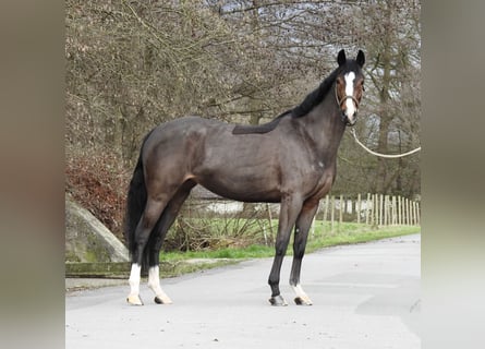 German Riding Pony, Mare, 6 years, 14,1 hh, Bay-Dark