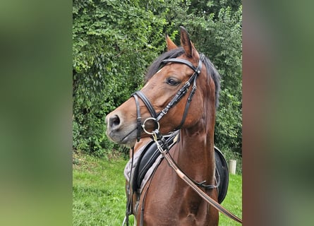 Deutsches Reitpony, Stute, 6 Jahre, 14,1 hh, Brauner