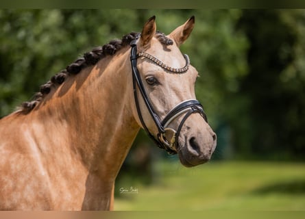 German Riding Pony, Mare, 6 years, 14.1 hh, Buckskin