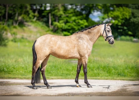 German Riding Pony, Mare, 6 years, 14,1 hh, Buckskin