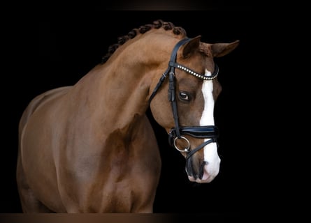 German Riding Pony, Mare, 6 years, 14.1 hh, Chestnut-Red