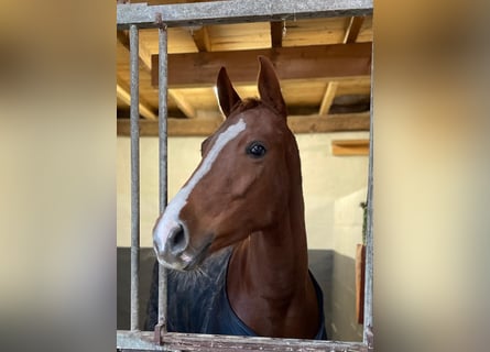 German Riding Pony, Mare, 6 years, 14,1 hh, Chestnut-Red