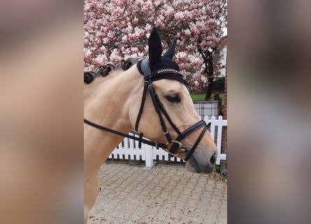 German Riding Pony, Mare, 6 years, 14.1 hh