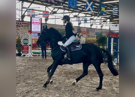 German Riding Pony, Mare, 6 years, 14,2 hh, Black