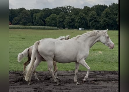 German Riding Pony, Mare, 6 years, 14.2 hh, Cremello