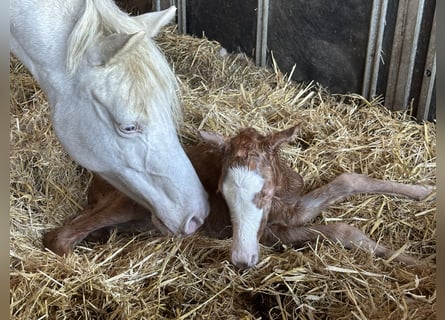 German Riding Pony, Mare, 6 years, 14.2 hh, Cremello