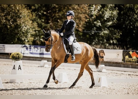 German Riding Pony, Mare, 6 years, 14.2 hh, Dun