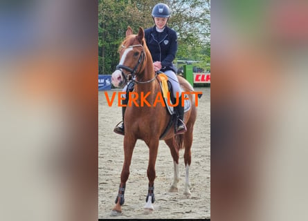 German Riding Pony, Mare, 6 years, 14,2 hh