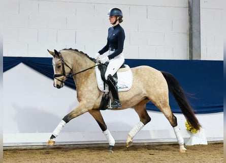 German Riding Pony, Mare, 6 years, 14,3 hh, Dun