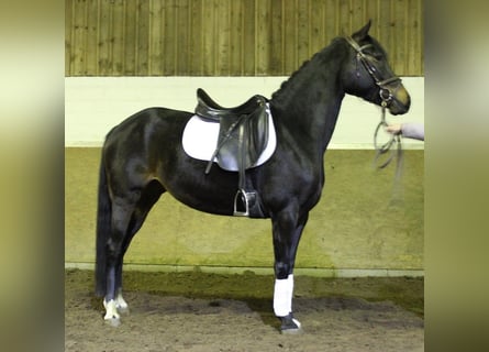 German Riding Pony, Mare, 6 years, 14 hh, Bay-Dark