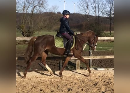 German Riding Pony, Mare, 6 years, 14 hh, Chestnut-Red