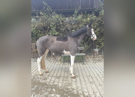 German Riding Pony, Mare, 6 years, 14 hh, Pinto