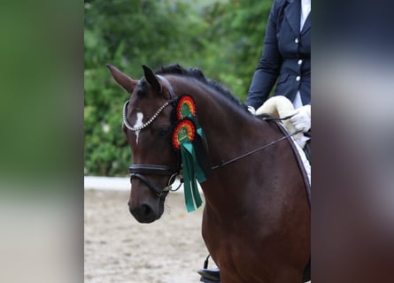 German Riding Pony, Mare, 6 years, 14,1 hh, Brown