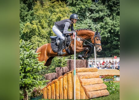 German Riding Pony, Mare, 6 years, 14,1 hh, Brown