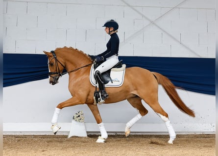 German Riding Pony, Mare, 6 years, 14,1 hh, Chestnut-Red