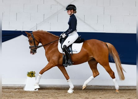 German Riding Pony, Mare, 6 years, 14,1 hh, Chestnut-Red