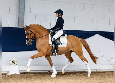 German Riding Pony, Mare, 6 years, 14,1 hh, Chestnut-Red