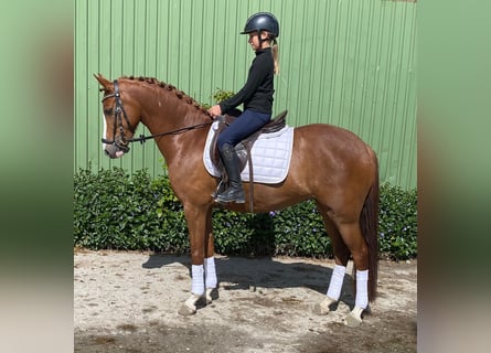 German Riding Pony, Mare, 6 years, 14,1 hh, Chestnut-Red