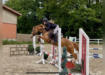 German Riding Pony, Mare, 6 years, 14,1 hh, Chestnut-Red