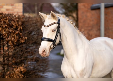 German Riding Pony, Mare, 6 years, 14,1 hh, Cremello