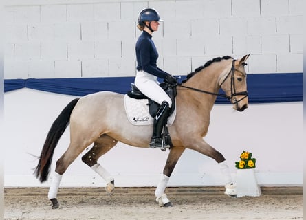 German Riding Pony, Mare, 6 years, 14,2 hh, Dun