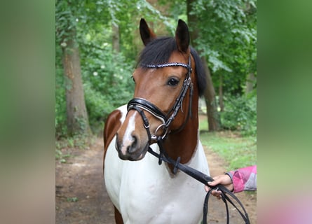 German Riding Pony, Mare, 6 years, 14,2 hh, Pinto