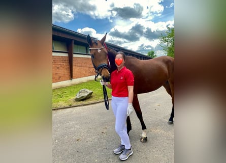 German Riding Pony, Mare, 6 years, 15,1 hh, Brown