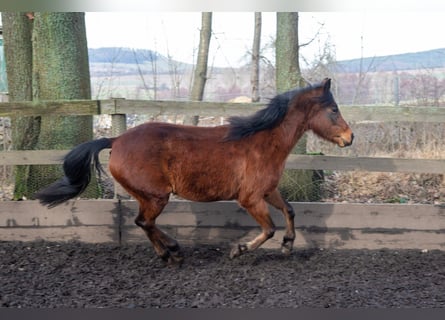 German Riding Pony, Mare, 7 years, 13.2 hh, Brown