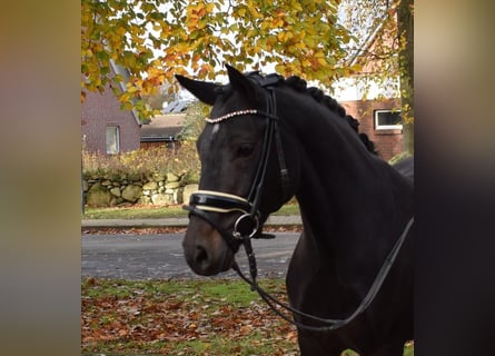 German Riding Pony, Mare, 7 years, 13.3 hh, Smoky-Black