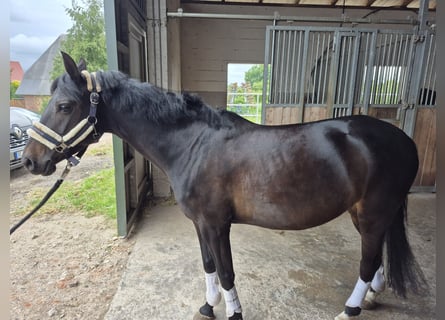 German Riding Pony, Mare, 7 years, 13,2 hh, Bay-Dark