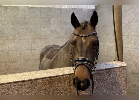 German Riding Pony, Mare, 7 years, 14.1 hh, Bay-Dark