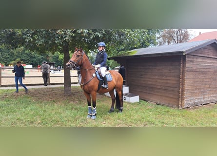 German Riding Pony Mix, Mare, 7 years, 14.1 hh, Brown