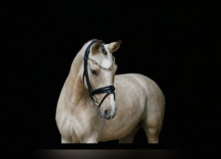 German Riding Pony, Mare, 7 years, 14.1 hh, Dun