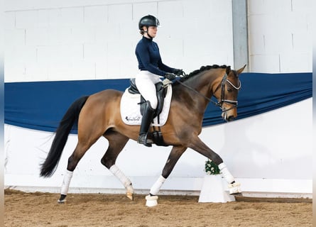 German Riding Pony, Mare, 7 years, 14.1 hh, Dun