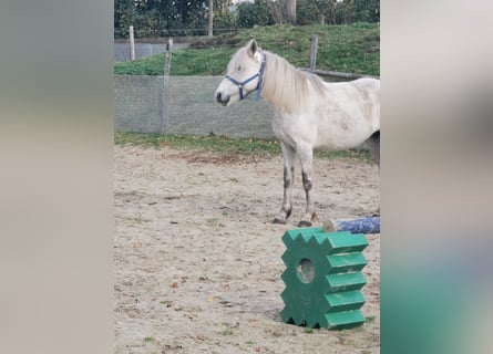 Deutsches Reitpony, Stute, 7 Jahre, 14,1 hh, Rappschimmel