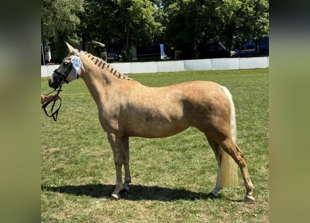 German Riding Pony, Mare, 7 years, 14.1 hh, Palomino
