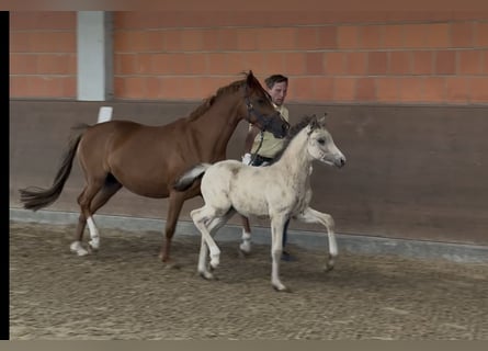 German Riding Pony, Mare, 7 years, 14 hh, Chestnut-Red