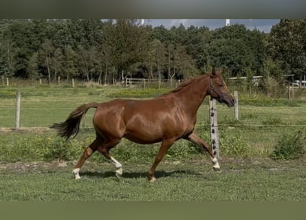 German Riding Pony, Mare, 7 years, 14 hh, Chestnut-Red