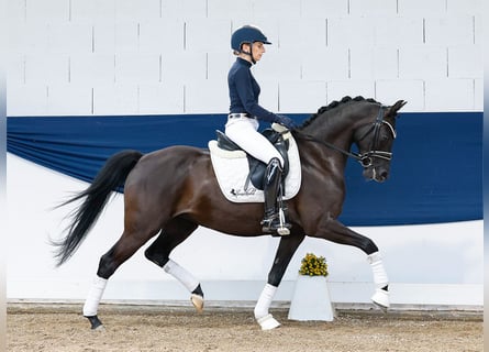 German Riding Pony, Mare, 7 years, 14,1 hh, Black