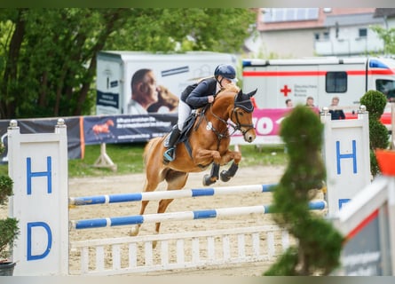 German Riding Pony, Mare, 7 years, 14,1 hh, Chestnut-Red