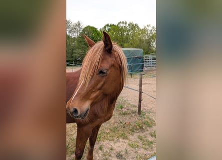 German Riding Pony, Mare, 7 years, 14,1 hh