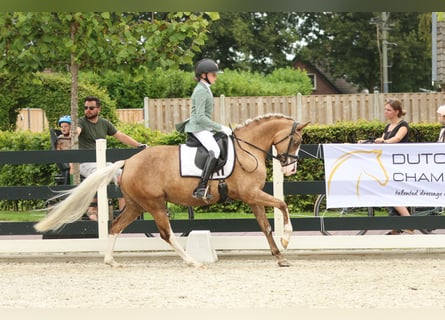 German Riding Pony, Mare, 7 years, 14,1 hh, Palomino