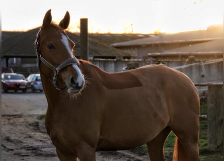 German Riding Pony, Mare, 7 years, 14,2 hh, Chestnut-Red