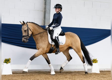 German Riding Pony, Mare, 7 years, 14,2 hh, Dun
