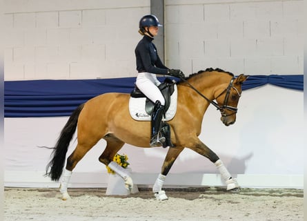 German Riding Pony, Mare, 7 years, 14,3 hh, Dun