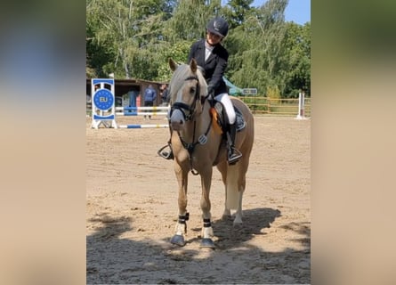 German Riding Pony, Mare, 7 years, 15.1 hh, Palomino