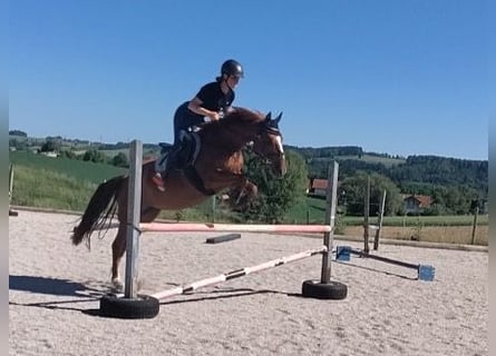 German Riding Pony, Mare, 7 years, 15 hh, Chestnut-Red