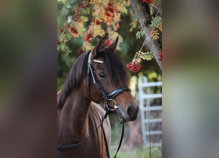 German Riding Pony, Mare, 8 years, 14,1 hh, Bay-Dark